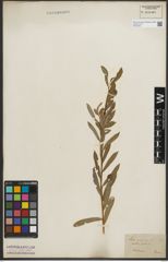 Foto von Salix purpurea L.